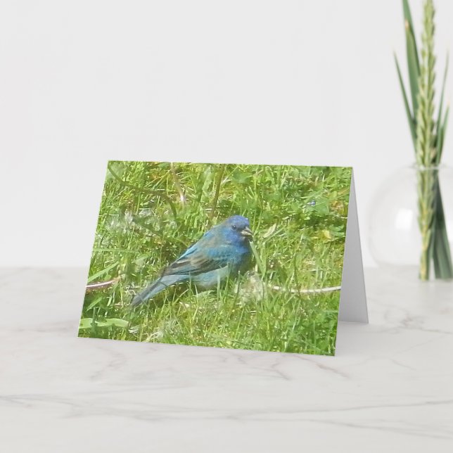 Cartão Indigo Bunting Card (Frente)