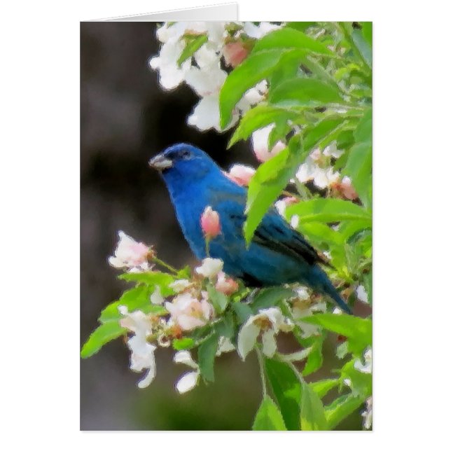 Cartão Indigo Bunting com Blossomas (Frente)
