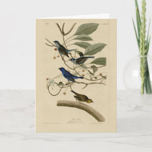 Cartão Indígo Bunting das Aves da América de Audubon