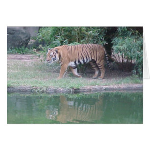 Cartão Indochinese Tiger