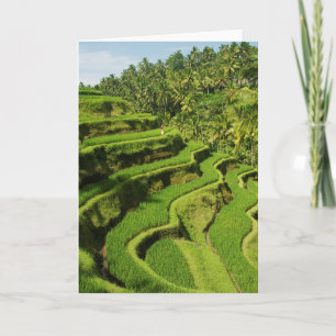 Cartão Indonesia, Bali Rice Paddies