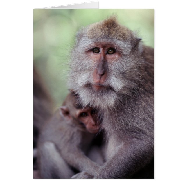 Cartão Indonésia, Bali, Ubud, Macaco-de-cauda-longa (Frente)