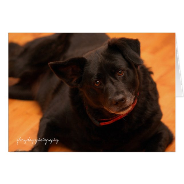 Cartão indy, glorydaysfotografia (Frente Horizontal)