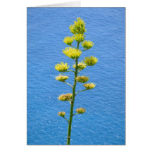 Inflorescência da planta Agave.