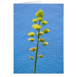 Cartão Inflorescência da planta Agave.