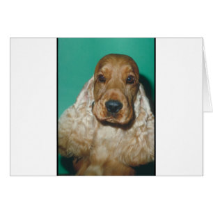 Cartão Inglês cocker spaniel