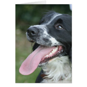 Cartão Inglês Springer Spaniel