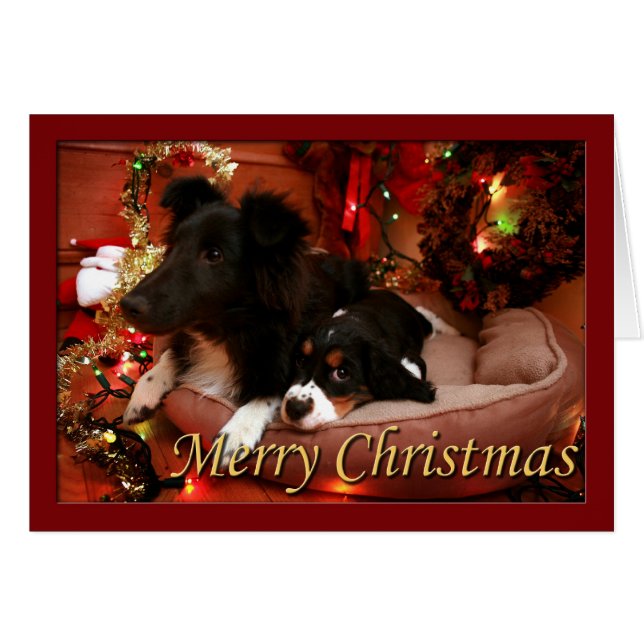 Cartão Inglês Springer Spaniel, Springer Spaniel, espanho (Frente Horizontal)