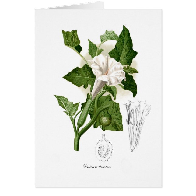 Cartão Inoxia do estramónio (Frente)