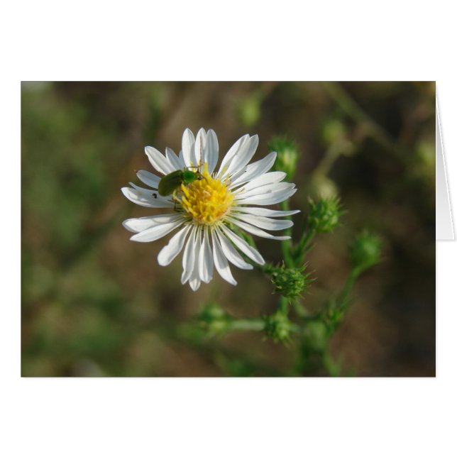 Cartão Insetar na Flor (Frente Horizontal)