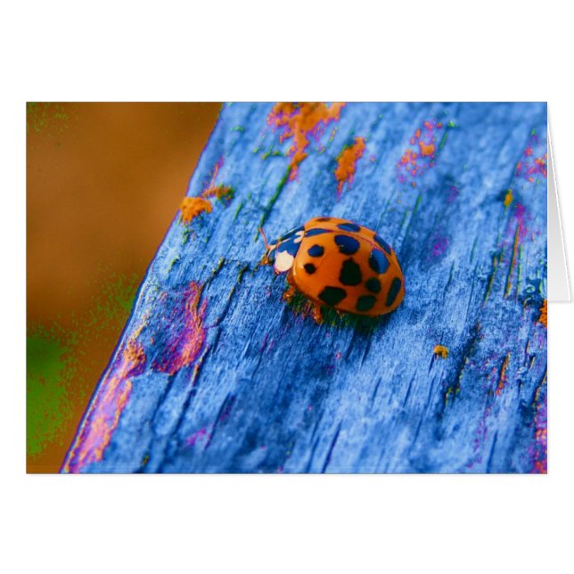 Cartão Inseto Crazy Color (Frente Horizontal)