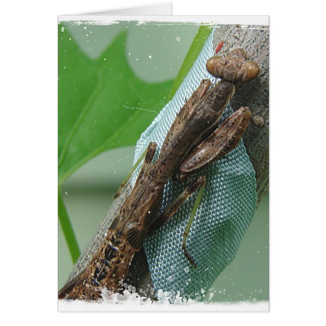 Cartão Inseto da louva-a-deus Praying (Frente)