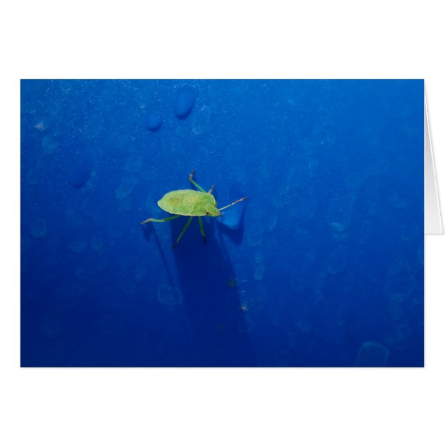 Cartão Inseto de rosca (Frente Horizontal)