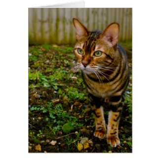 Cartão Inseto Hunter