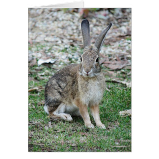 Cartão Insetos Bunny