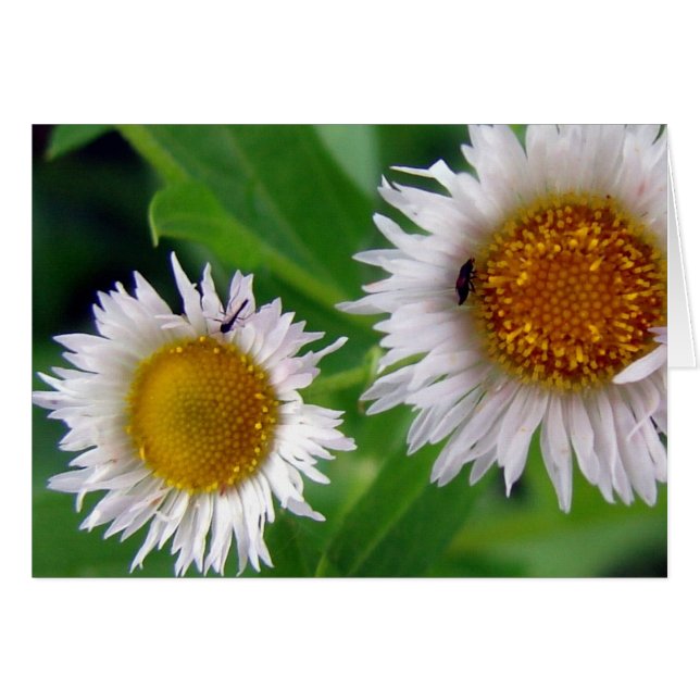 Cartão Insetos e Flores Brancas (Frente Horizontal)