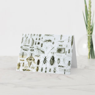 Cartão Insetos Entomológicos