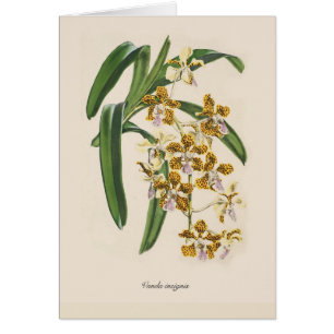 Cartão Insignis de Vanda