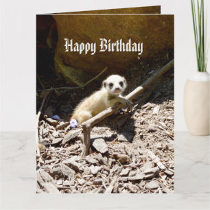 Cartão Insy Winsy Baby Meerkat, Grande Aniversário