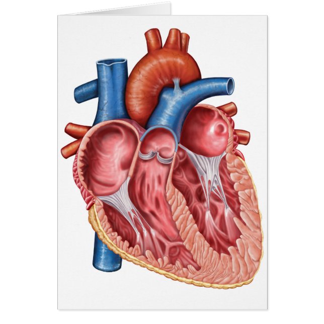 Cartão Interior Do Coração Humano (Frente)