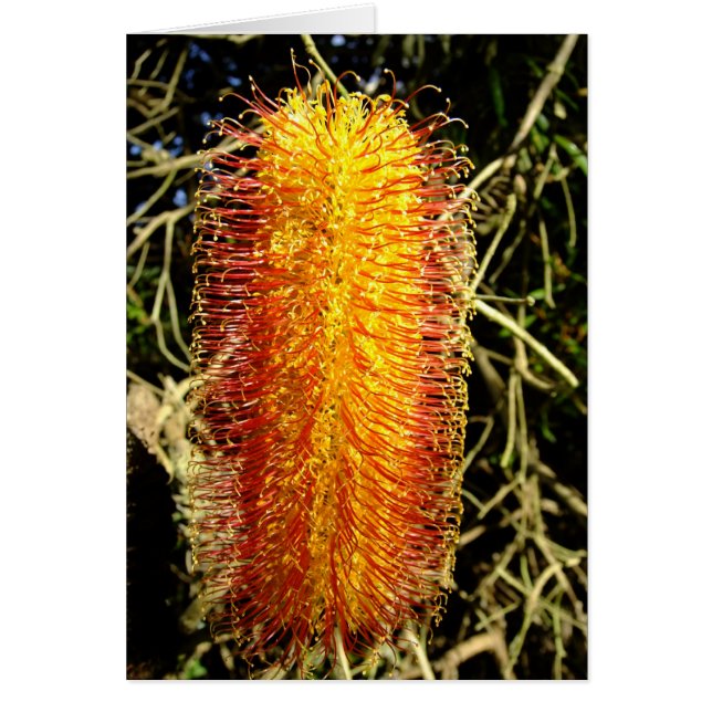 Cartão Inverno Cheer (Frente)