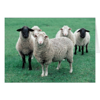 Cartão Iowa Sheep