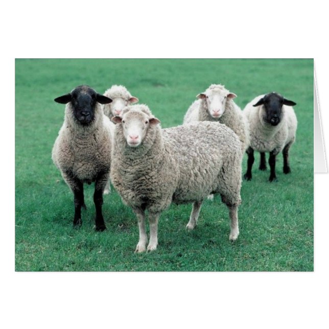 Cartão Iowa Sheep (Frente Horizontal)