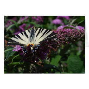 Cartão Iphiclides podalirius