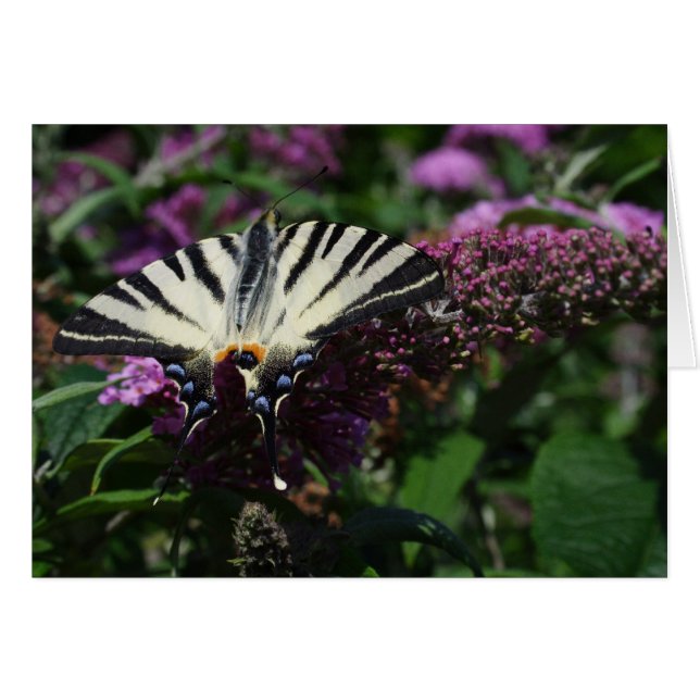 Cartão Iphiclides podalirius (Frente Horizontal)