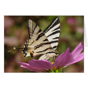 Cartão Iphiclides podalirius