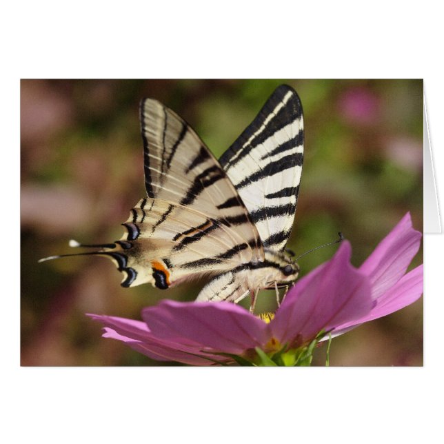 Cartão Iphiclides podalirius (Frente Horizontal)