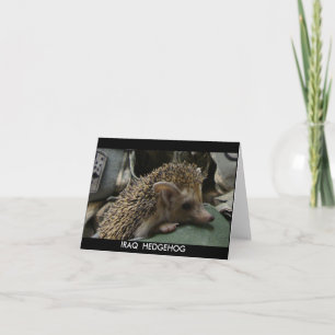 CARTÃO IRAQ HEDGEHOG BLANK NOTE CARD
