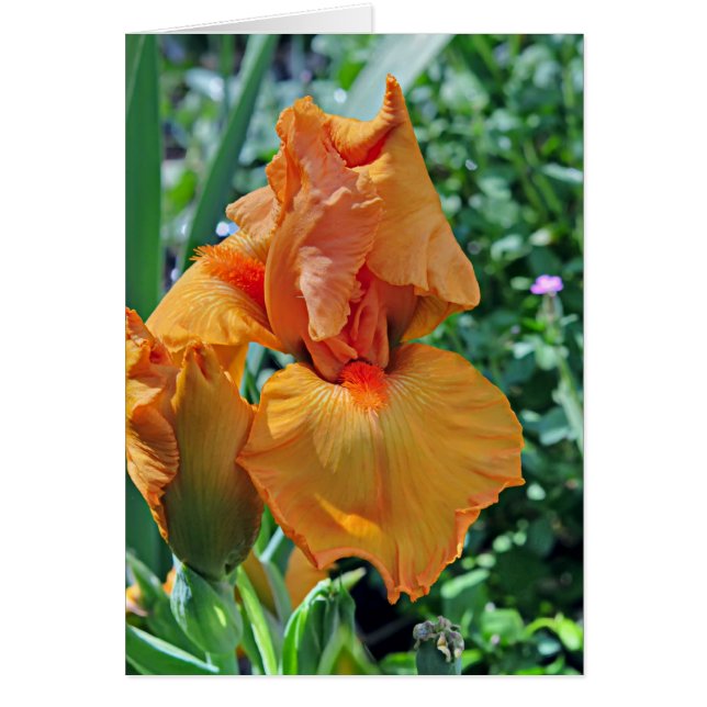 Cartão Íris 797 (Frente)