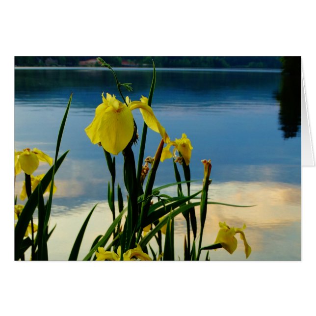 Cartão Íris Amarelo no Lago Shore (Frente Horizontal)