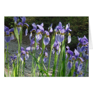 Cartão Íris Azul