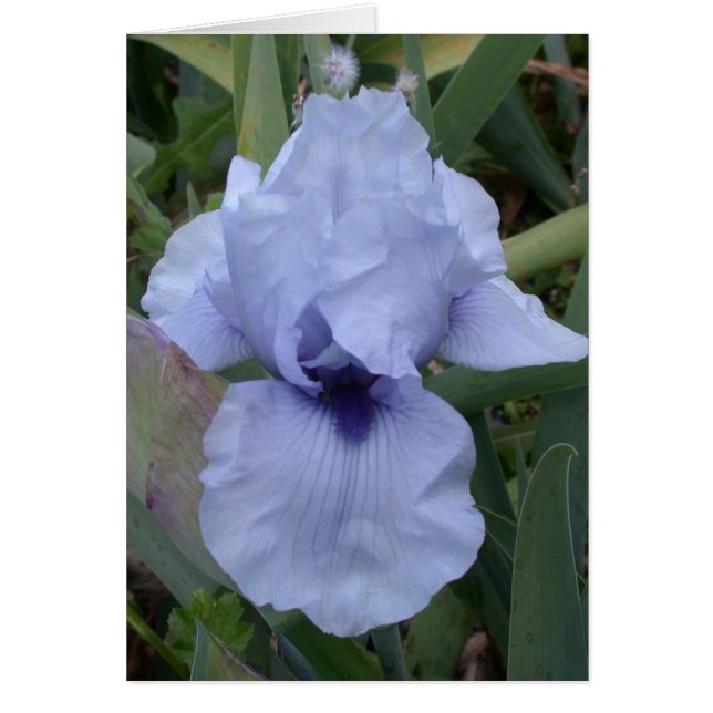 Cartão Iris Azul Awsome (Frente)