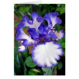 Cartão Íris ~ Azul e Branco