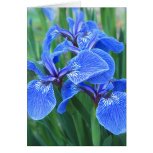 Cartão Iris Blue