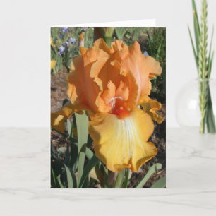 Cartão Iris Get Well Card