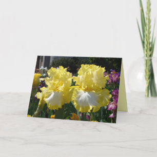 Cartão Iris irises Flores florais Flores Amarelas