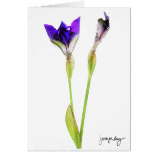 Cartão "Íris" por J. Maya Luz
