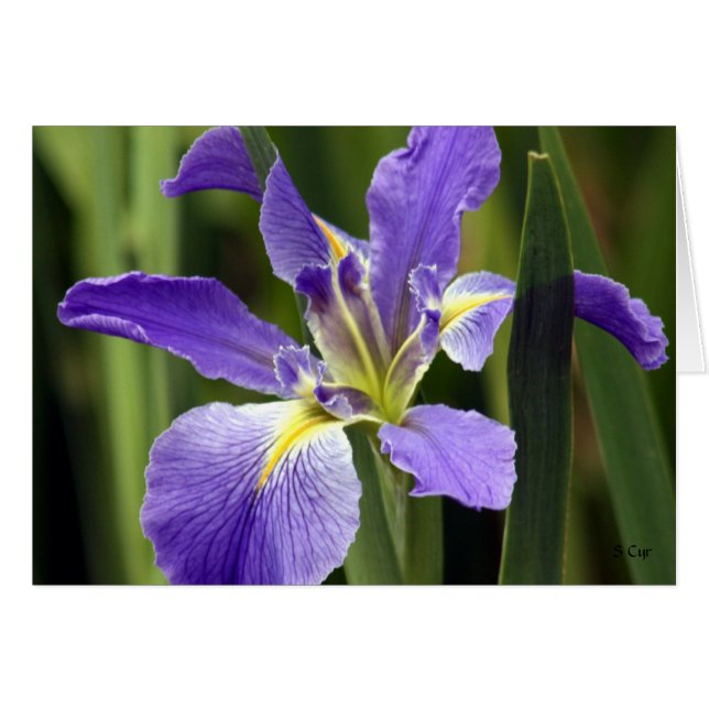 Cartão Iris, S Cyr (Frente Horizontal)