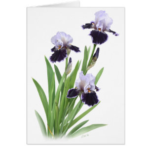 Cartão Iris Trio