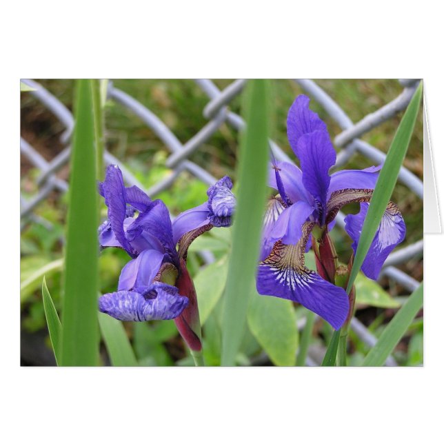 Cartão Irises Bloom (Frente Horizontal)