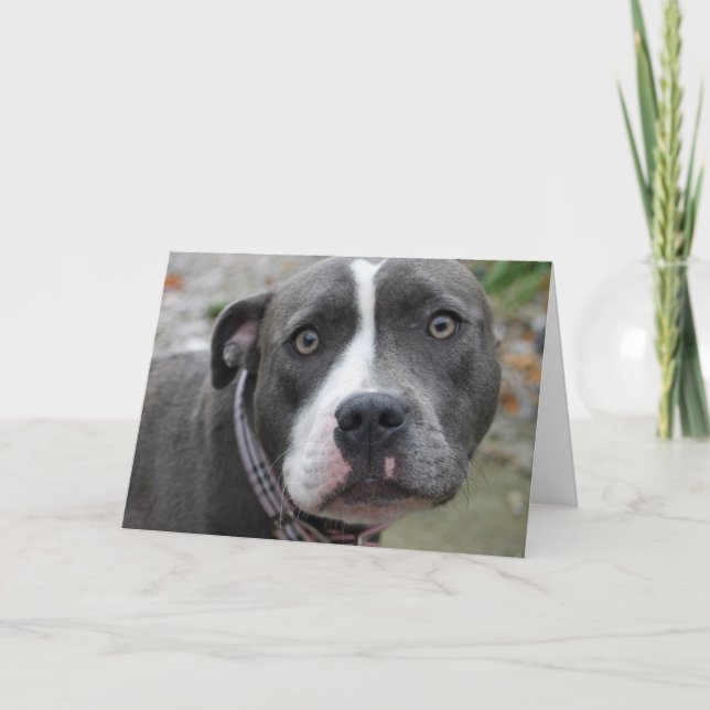 Cartão Irish Blue Staffordshire Terrier Dog Birthday Card (Frente)