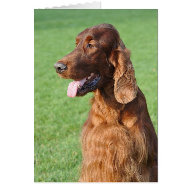 Cartão Irish Setter (Frente)