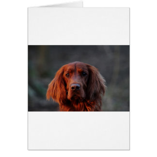 Cartão Irish Setter