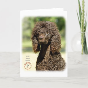 Cartão Irish Water Spaniel 9R032D-363