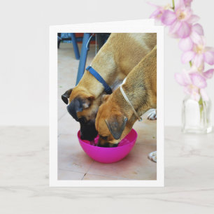 Cartão Irmão e Irmã Bebendo Juntos, Retrato de Cachorro
