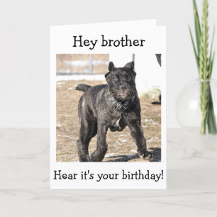CARTÃO IRMÃO-ITALIANO CANE CORSO-"ANIVERSÁRIO FELIZ PAR